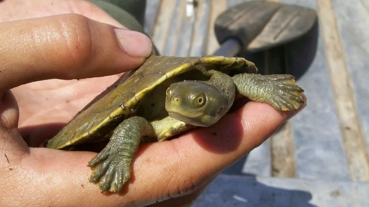 Grant may turn the tide for River Murray's freshwater turtles