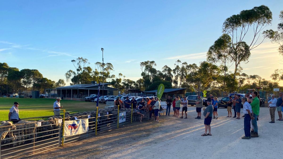 Monarto Ag Bureau brings sheep producers together amid a challenging season