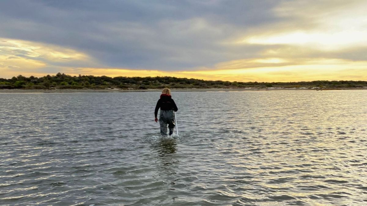 Algal bloom threatens the Coorong, but locals have a plan