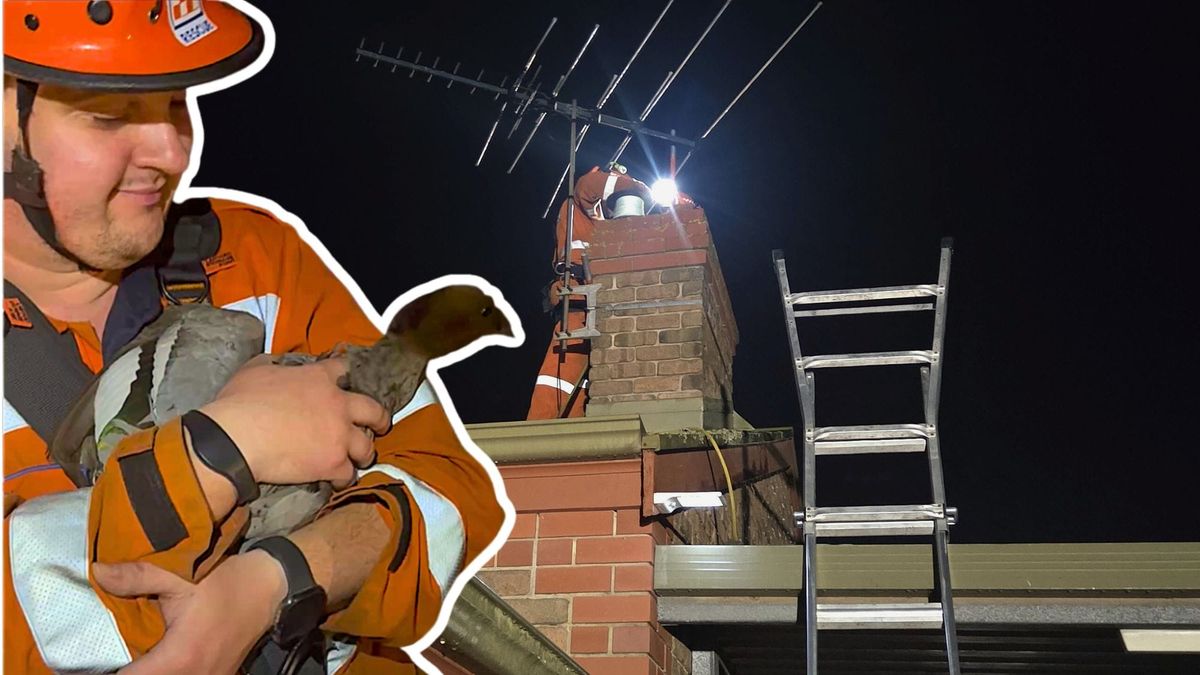 Rescue a duck? We’ll have a quack, say SES volunteers