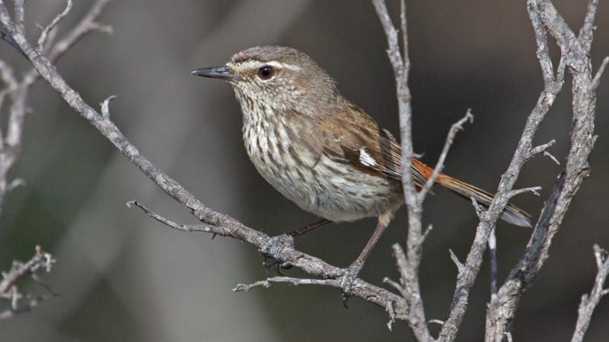 Plans for Monarto's parks are now under consultation