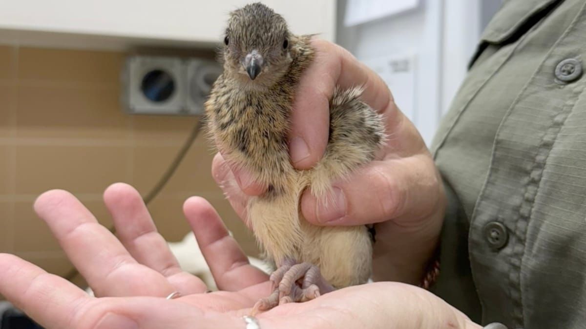 First ever malleefowl chick hatches at Monarto Safari Park