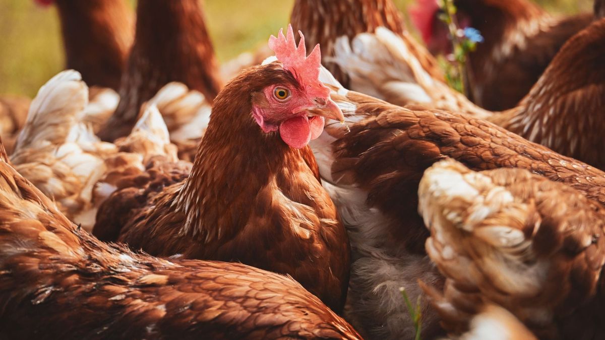 How is the Australian poultry industry preparing for a possible outbreak of bird flu?