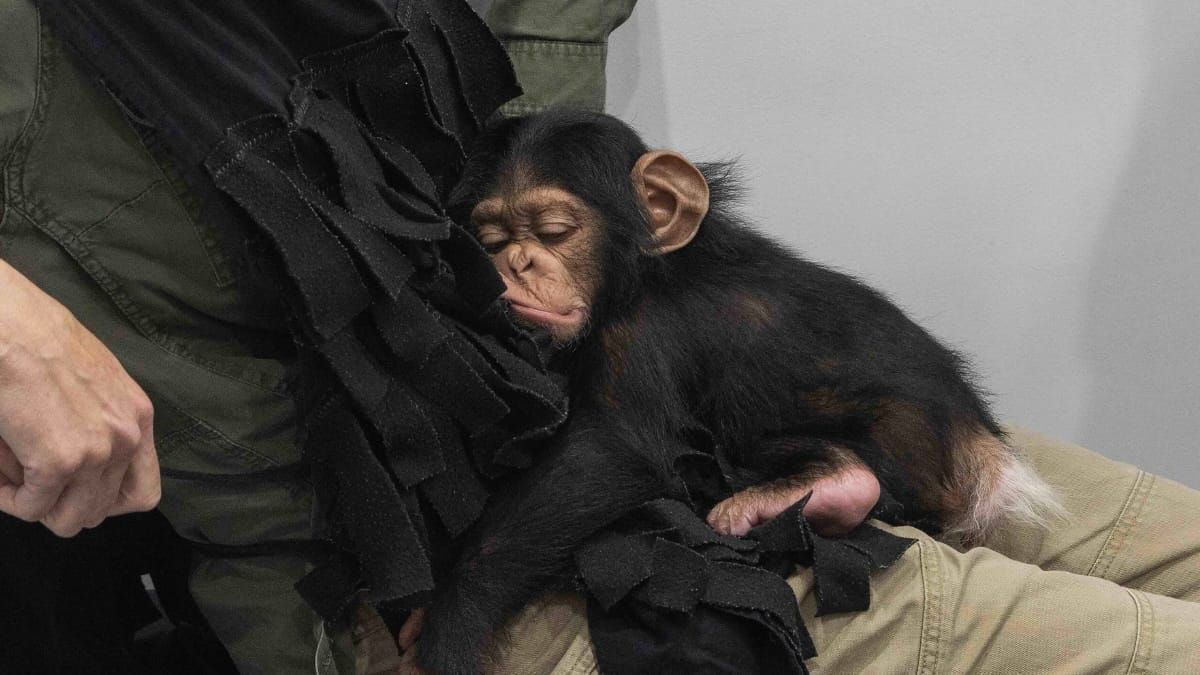 Cassie the chimpanzee begins her new life at Monarto Safari Park