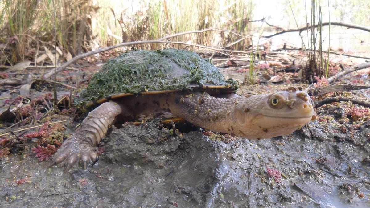How student artists can help save River Murray turtles