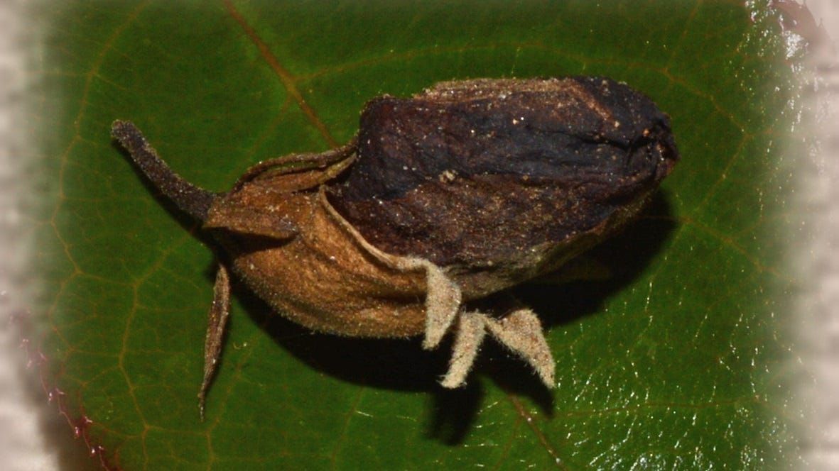 Life Through the Lens: The lesson of the stunted rosebud