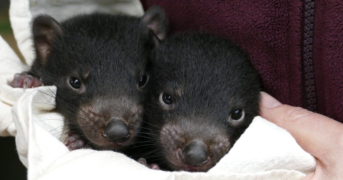 Devils' details are in: Monarto Safari Park confirms two boys, two girls