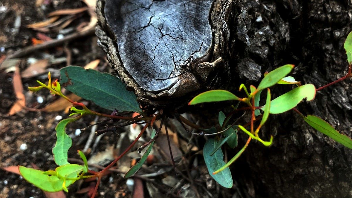 Life Through the Lens: On hidden strength