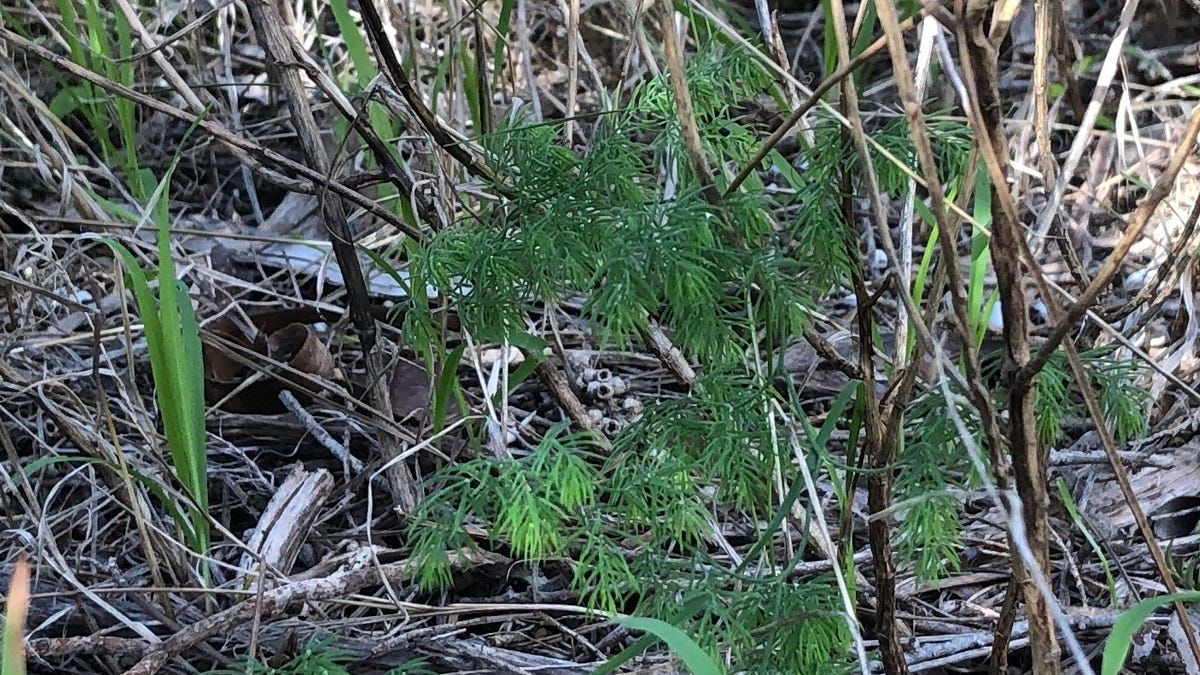 Can you spot the pest in this photo? Report it