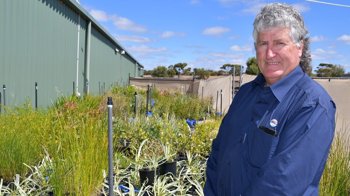 Native plant give-away begins in Murray Bridge
