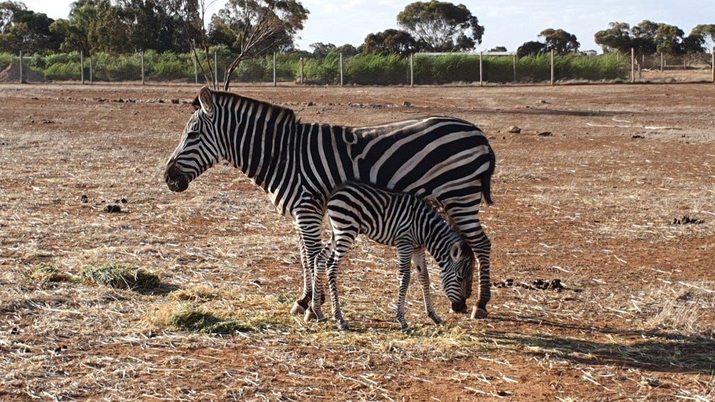 Baby zebra born at Monarto Safari Park