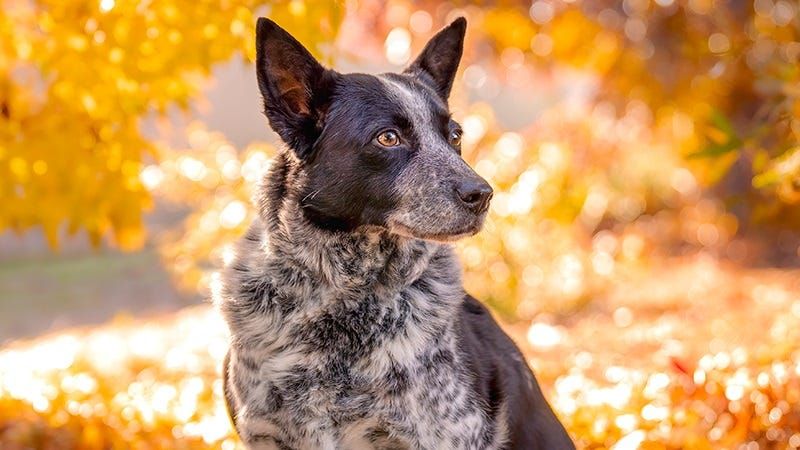 Furever Farm launches pet calendar contest