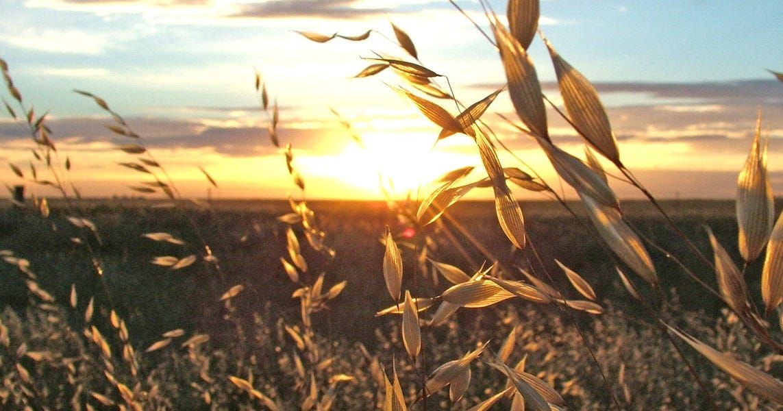 Coorong council rules out any drastic response to 'climate variability'