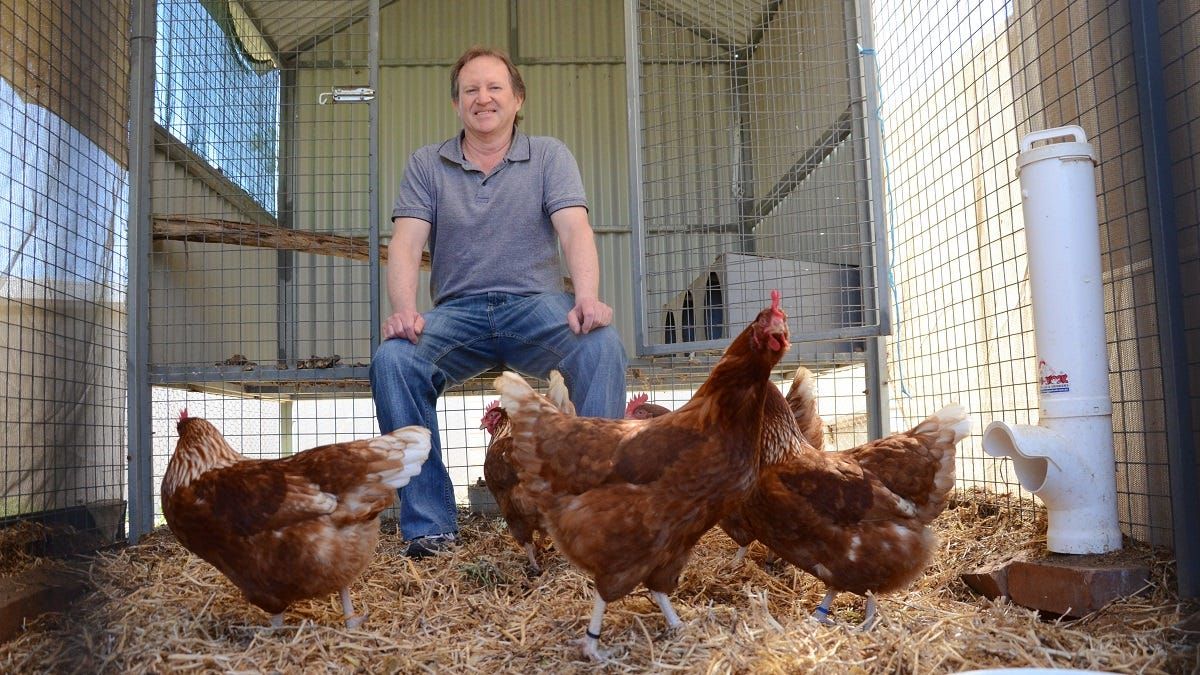 Chick-ola Spurrier: Meet the sentinel chickens keeping us safe from deadly disease