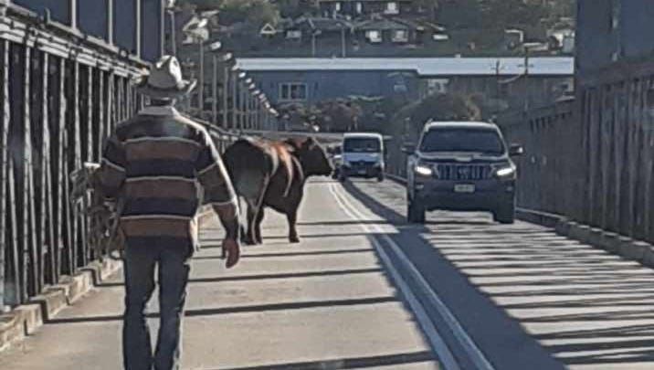 Escaped bull stops traffic on old Murray Bridge