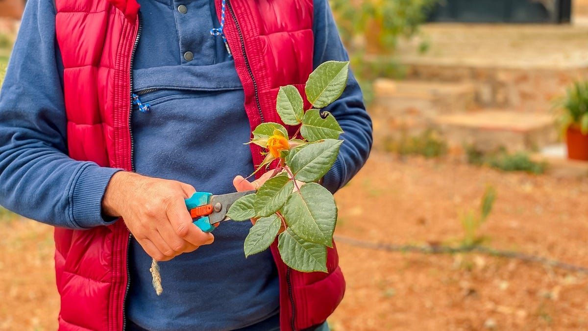 How to grow a rose bush from a cutting