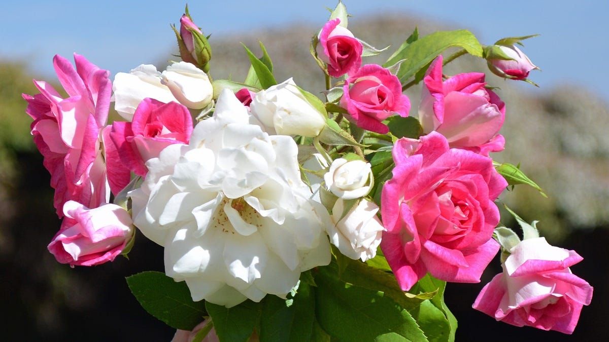 Life Through the Lens: A sweet-smelling gift