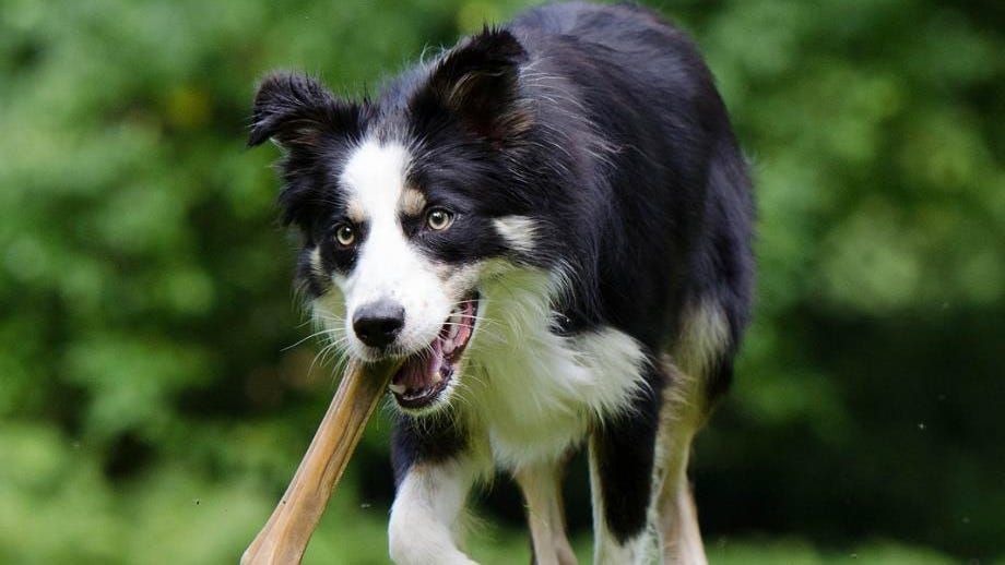 New dog park to be built, off-leash times introduced in Murray Bridge