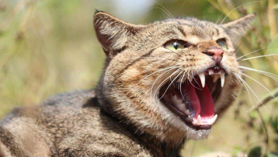 Lack of action on stray cats is 'embarrassing', councillor says