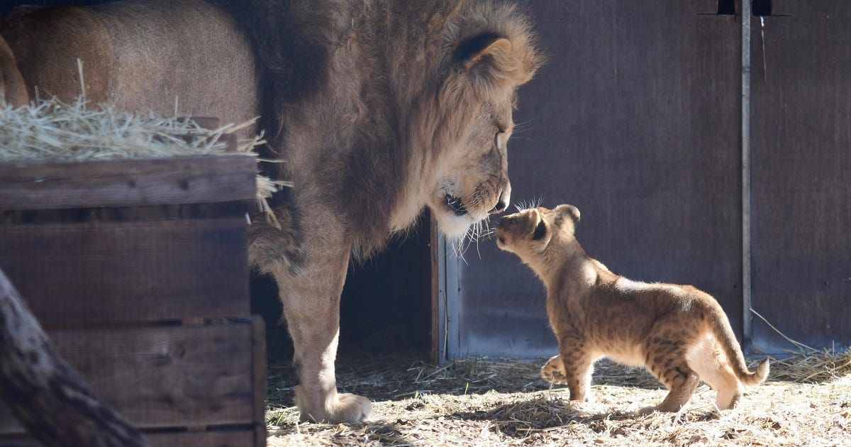 Cute lion cubs introduced to the pride at Monarto Safari Park