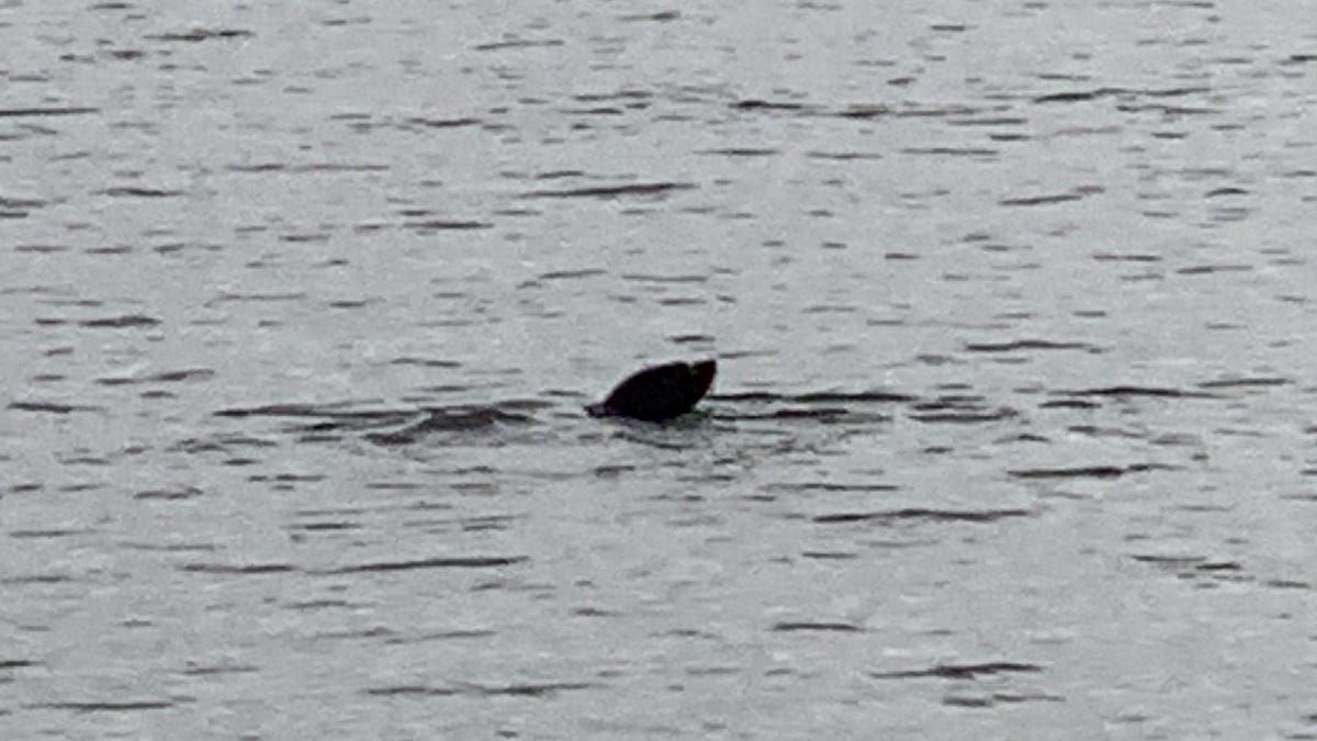 Seal sighted in the River Murray near Wall Flat