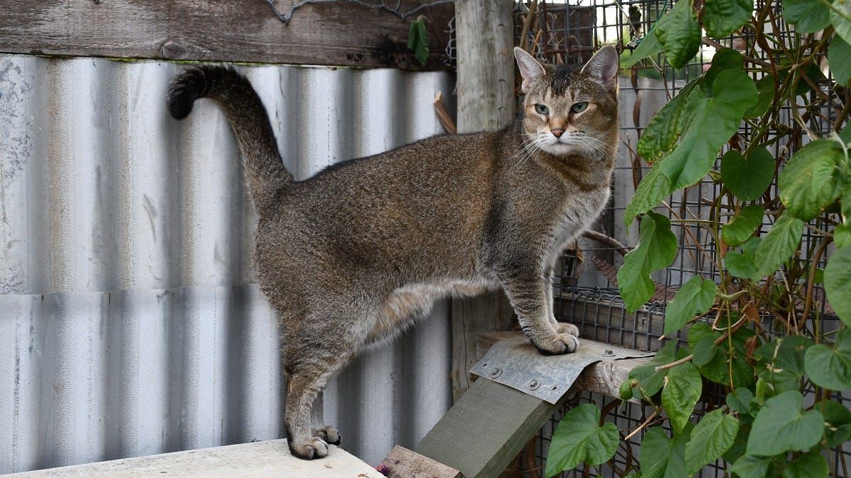 What can Murray Bridge do about its stray cat problem?