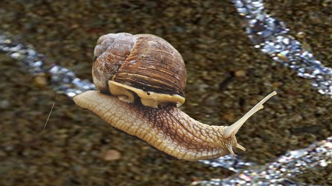 Life Through the Lens: The silver trail