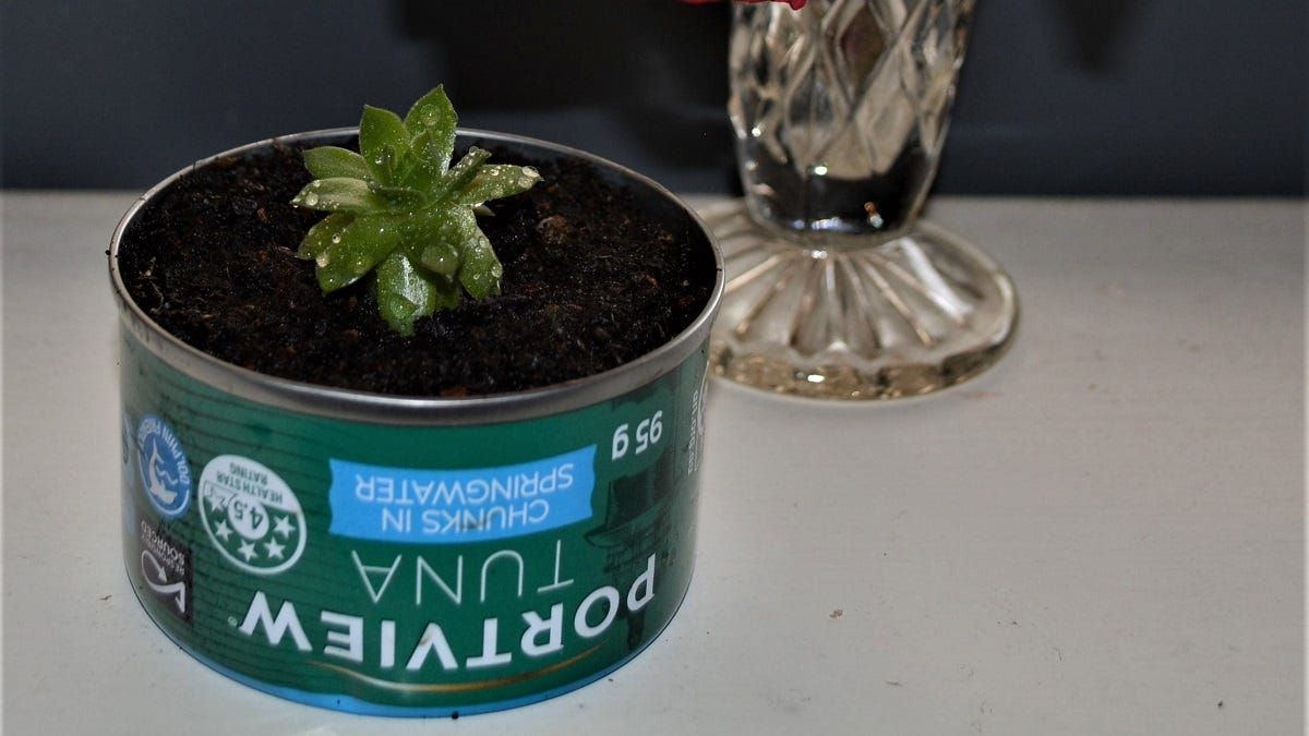 Life Through the Lens: Love in a fish tin