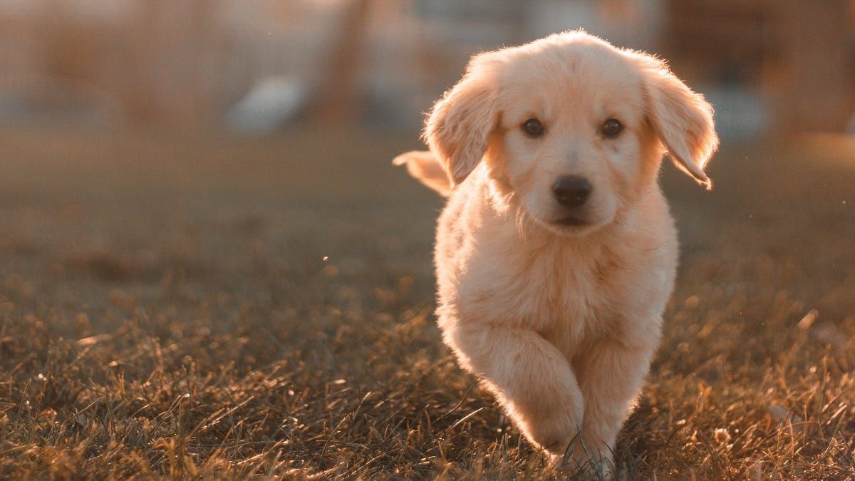 Where should Murray Bridge’s two new dog parks go?