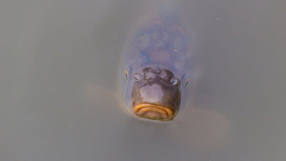 National Carp Control Plan is finished – now what happens?