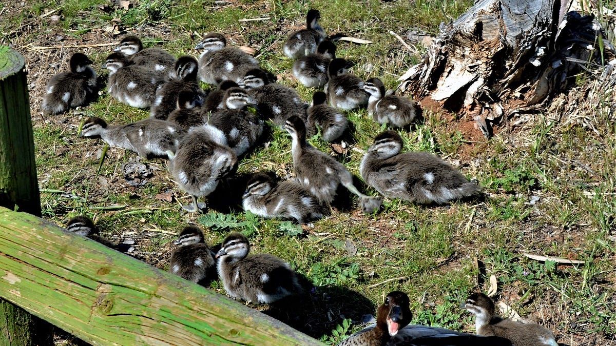 Life Through the Lens: A duck’s instinct