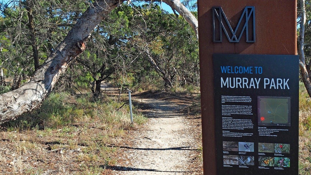 Walk of the month: Murray Park and Dorset Street Reserve, Murray Bridge