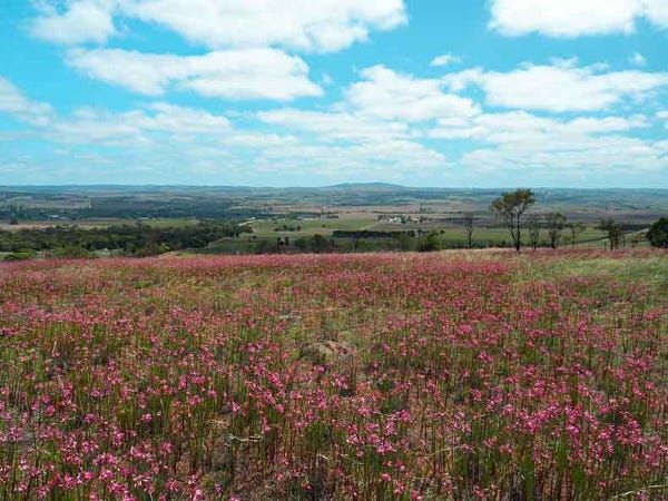 Callington spur trail opens up natural vistas to walkers, mountain bikers