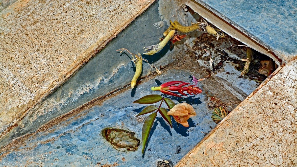 Life Through the Lens: The impossible becomes visible