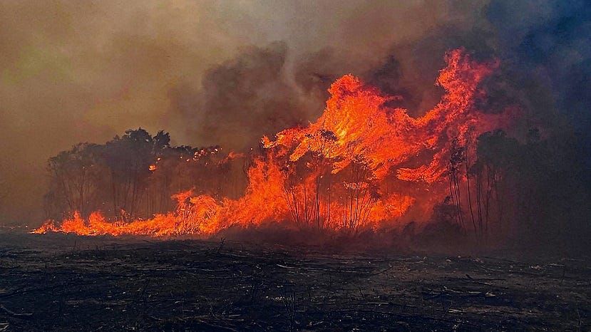 Life Through the Lens: We all need a prescribed burn sometimes