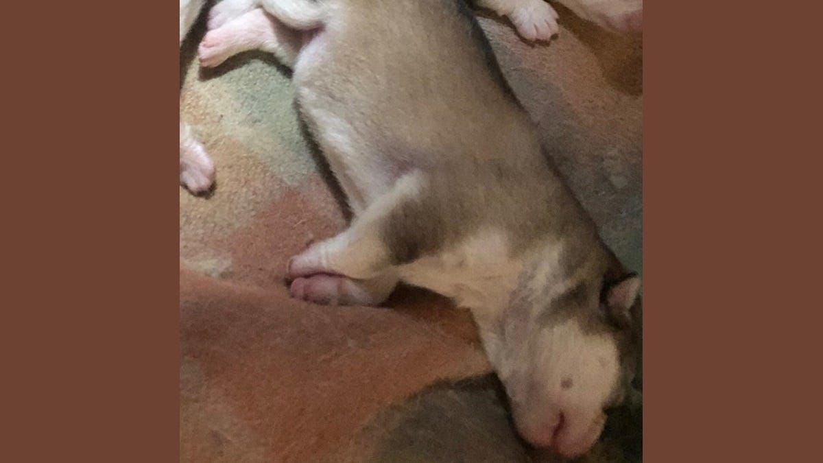 Puppy theft leaves Murray Bridge dog breeder heartbroken