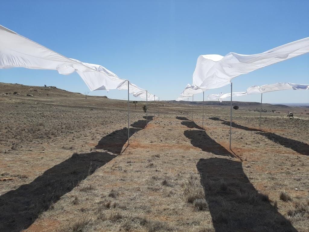 SA artist wins top prize at Palmer Sculpture Biennial