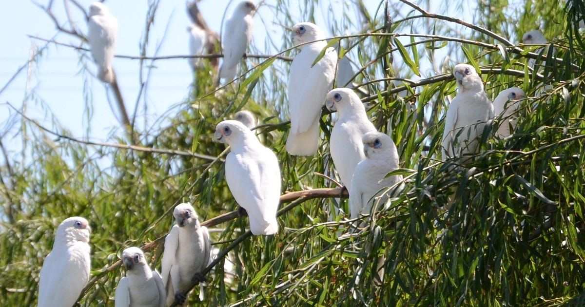 Corella sanctuary could draw pest birds away from townships, councillor says