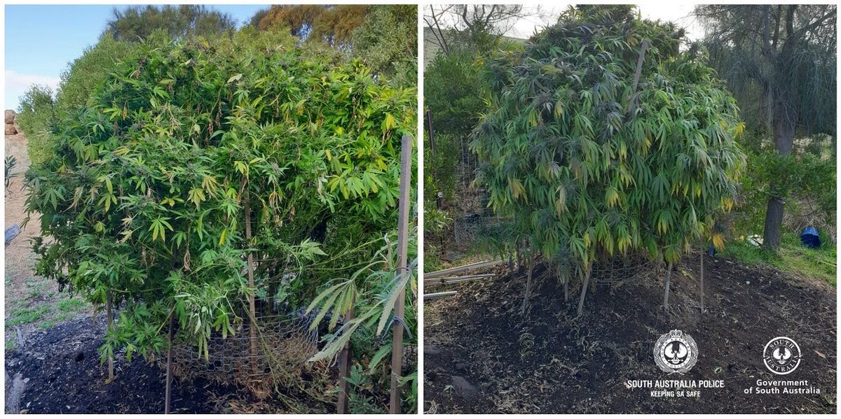 Cannabis bust made at Tungkillo