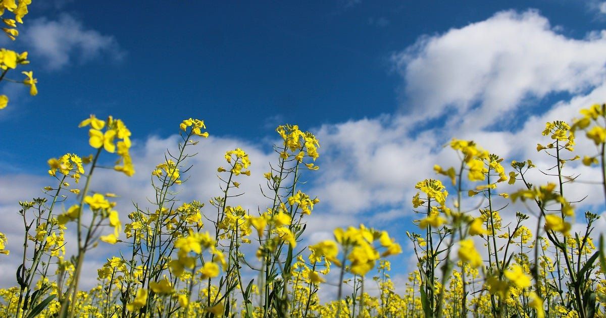 GM crops need further discussion 