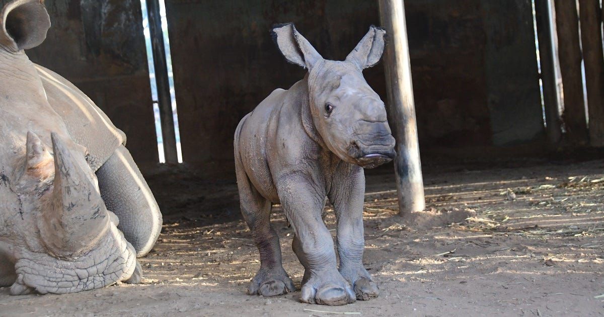 Baby rhinoceros born at Monarto Safari Park