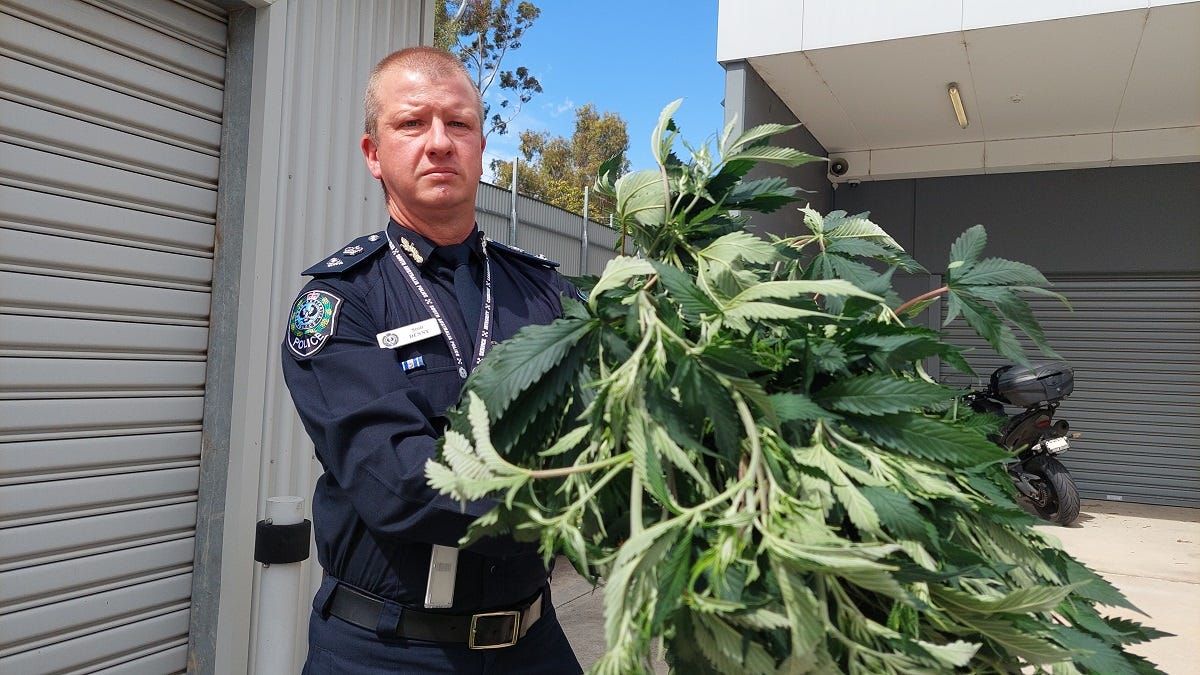 Police seize cannabis crop on Murray Bridge’s east side