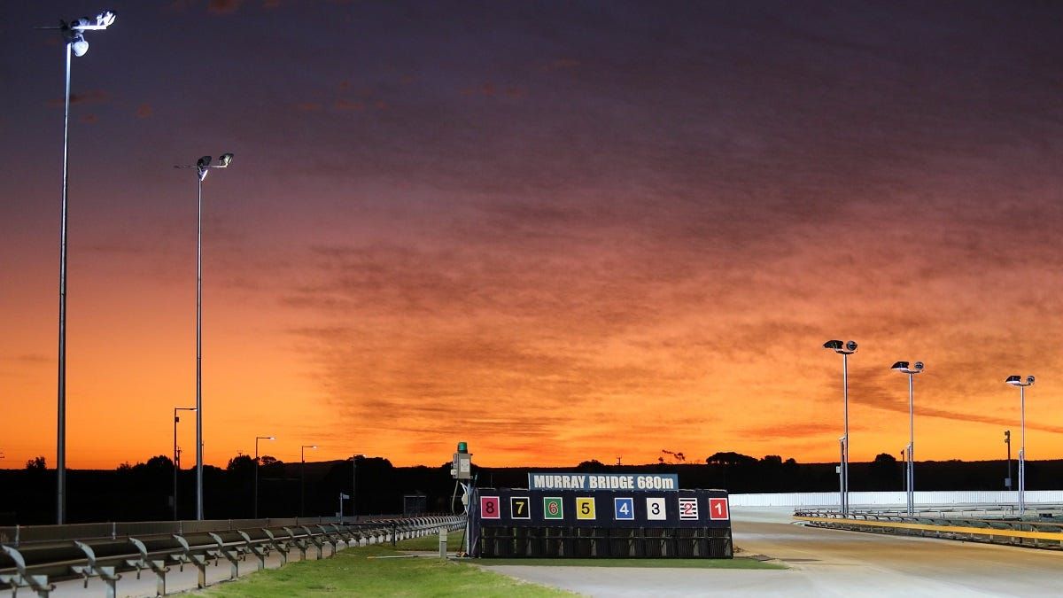 Greyhound Racing SA charges Murray Bridge trainers with animal cruelty