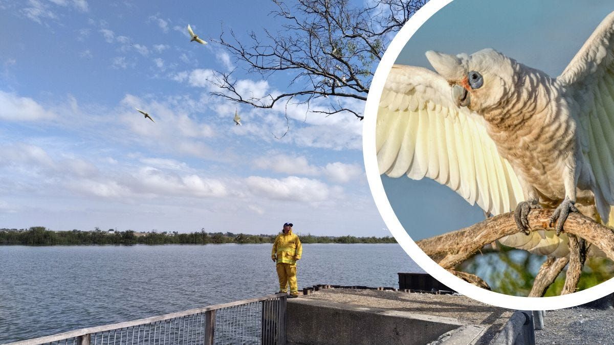 Corellas versus Tailem Bend: Do they need culling, scaring or rescuing?