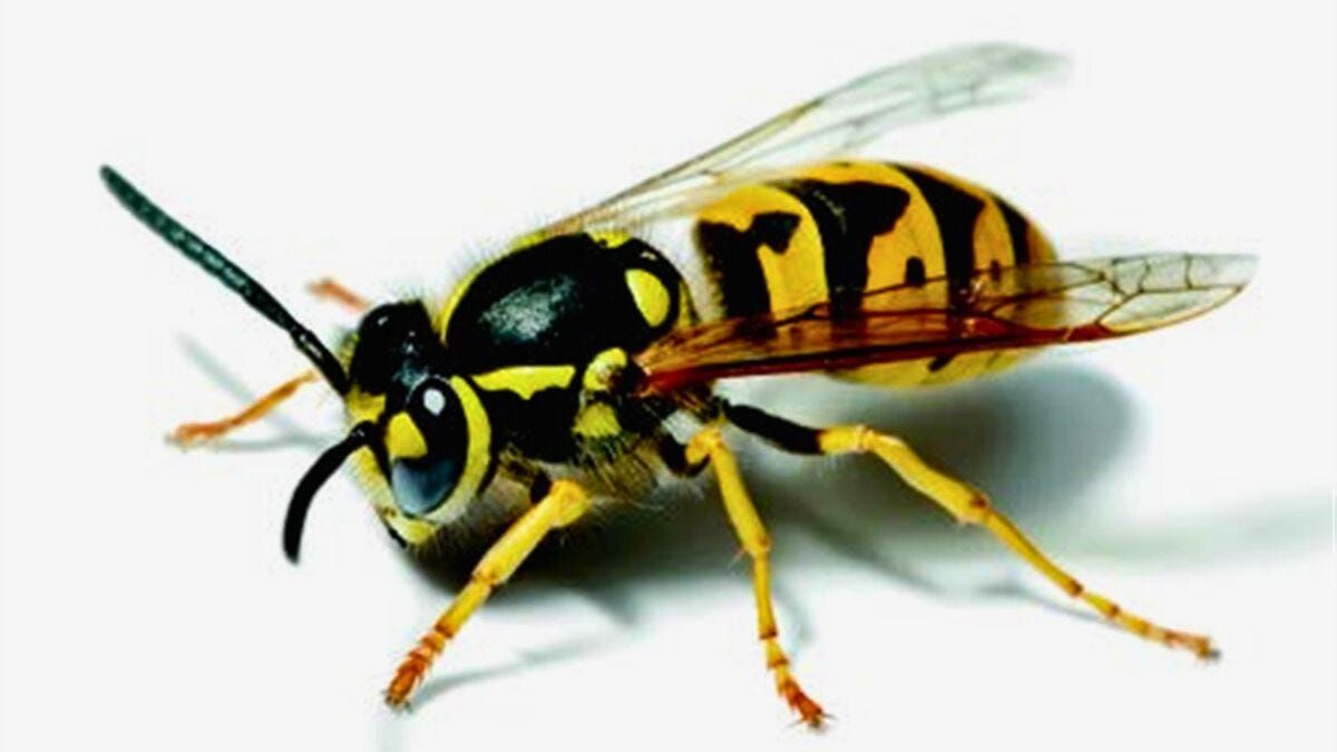 Murray Bridge council watch: What to do about European wasps?
