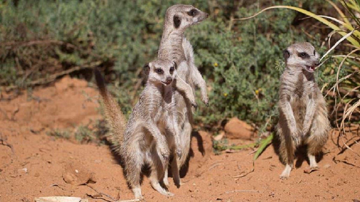 Things to do in Murray Bridge: July 7–13, 2023