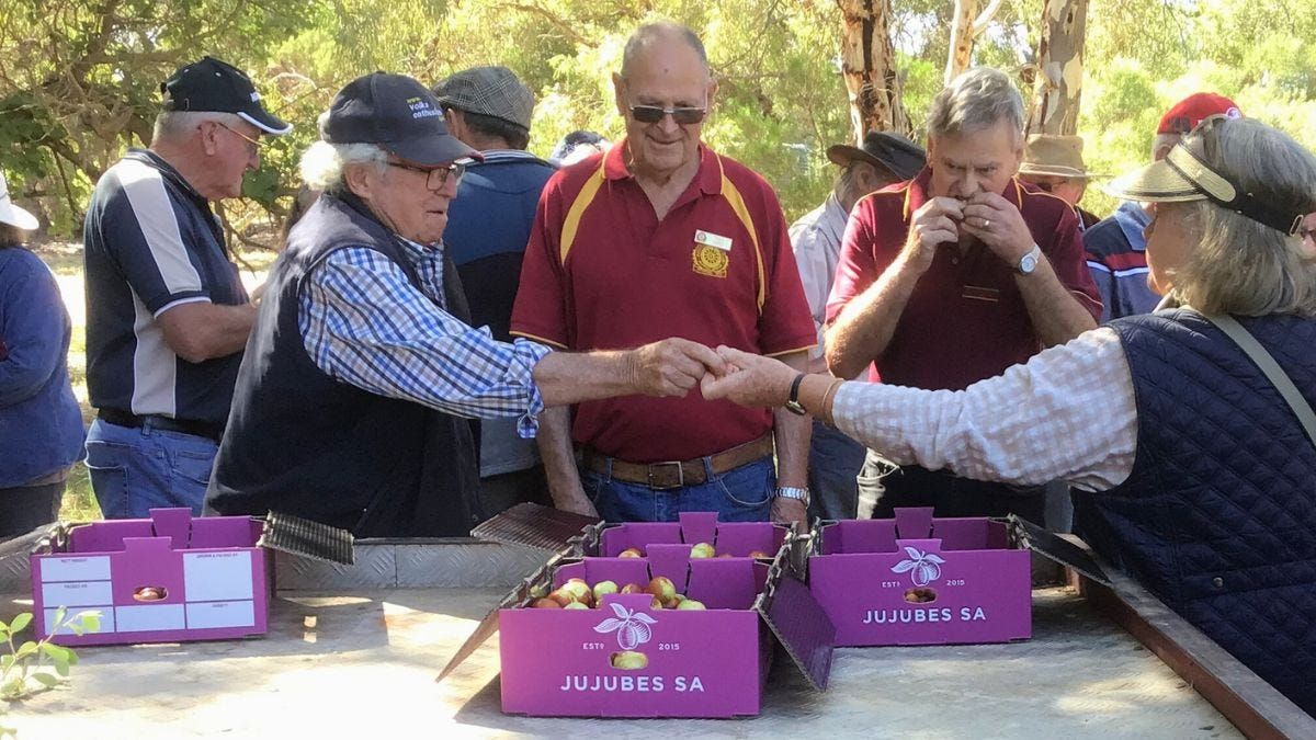 Jujubes: Auto collectors learn about an exotic fruit grown at Cambrai