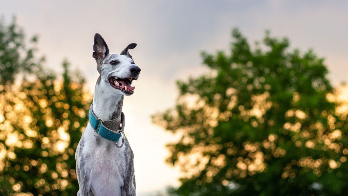 Greyhounds as Pets SA plans rehoming facility, vet clinic in Murray Bridge