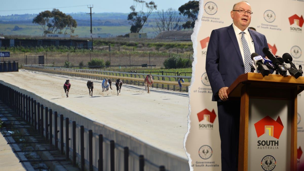 Spotlight falls on greyhound racing in Murray Bridge