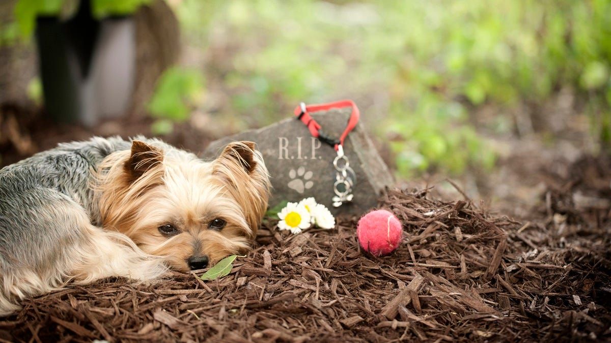 Murray Bridge council watch: April 2023